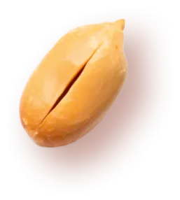 Photo of a peanut