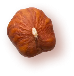 Photo of a hazelnut