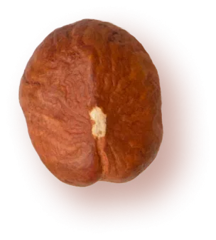 Photo of a hazelnut